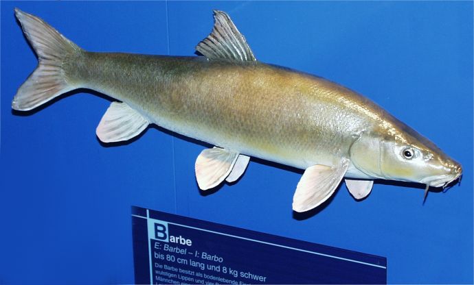 ../Images/006 Die Barbe 11022004.jpg